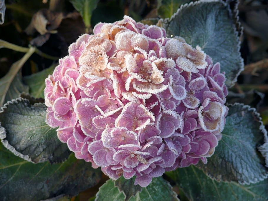 hydrangea, winter, frozen, zing, rose, nature, plant, close-up HD wallpaper
