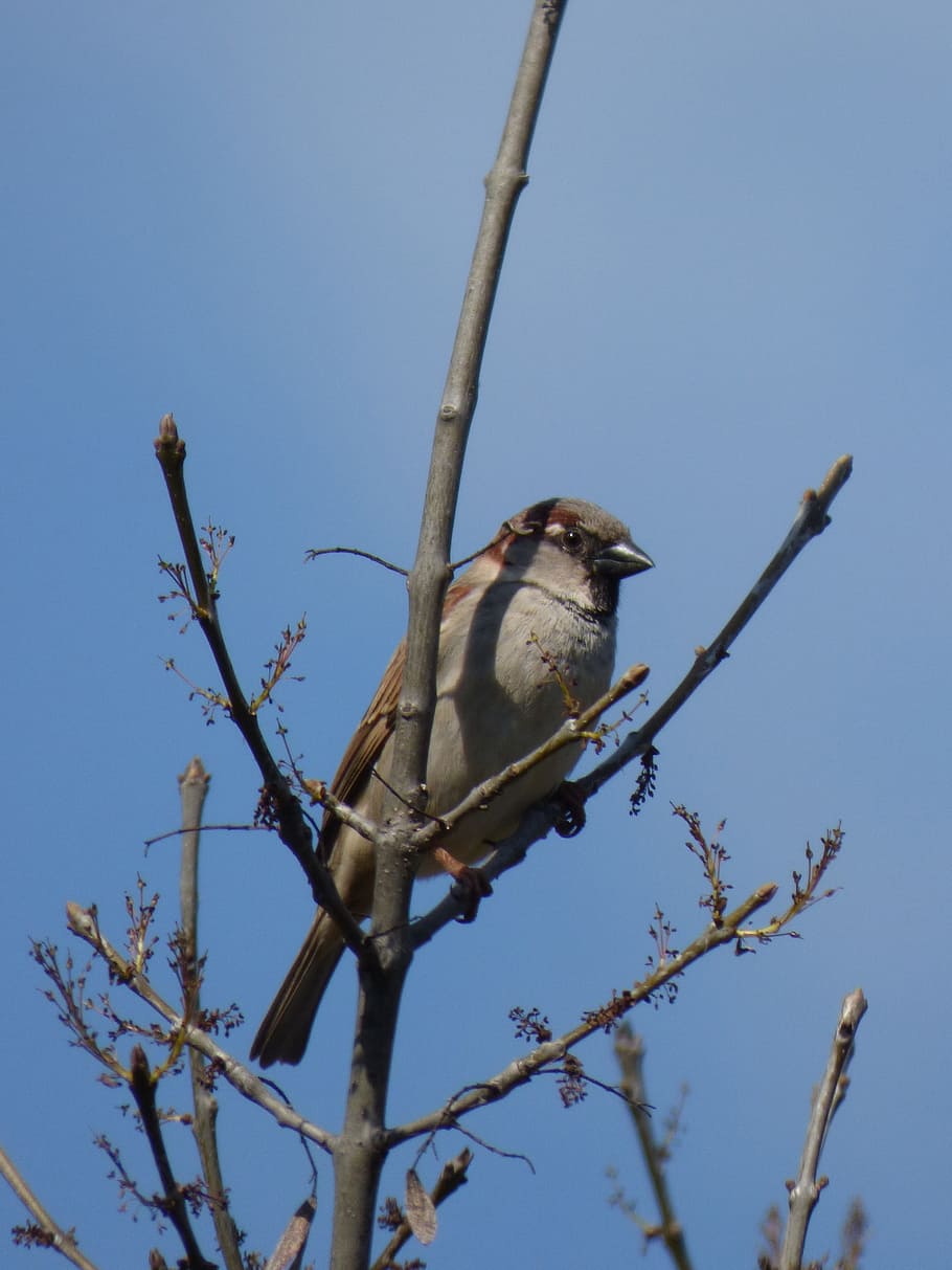 Sparrow, Branches, Bird, Pardal, Lookout, animal wildlife, blue HD wallpaper