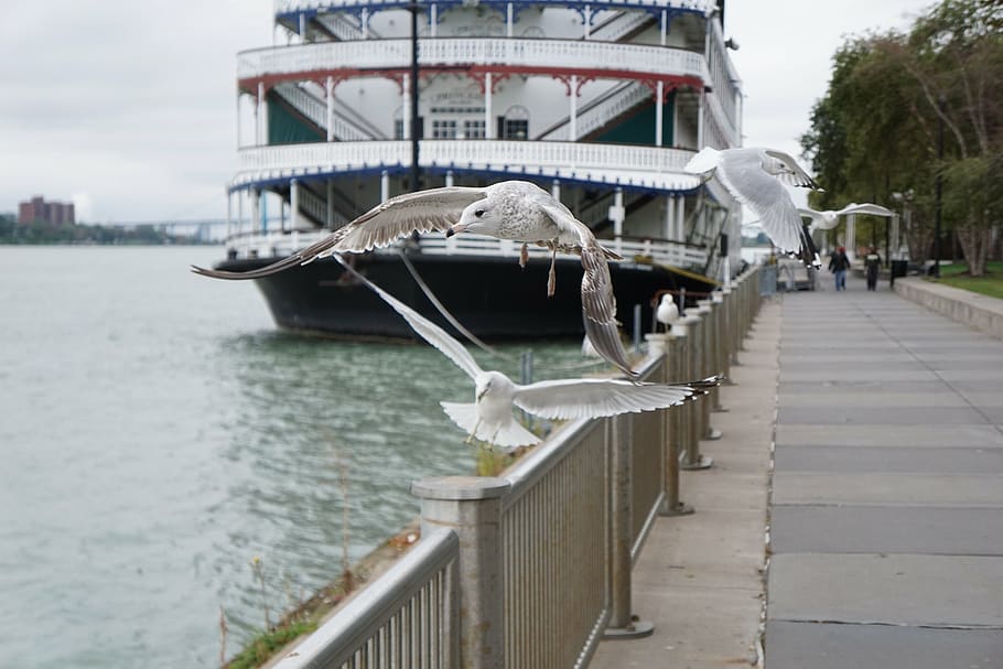 seagulls, riverside, water, nature, wildlife, flying, bird HD wallpaper