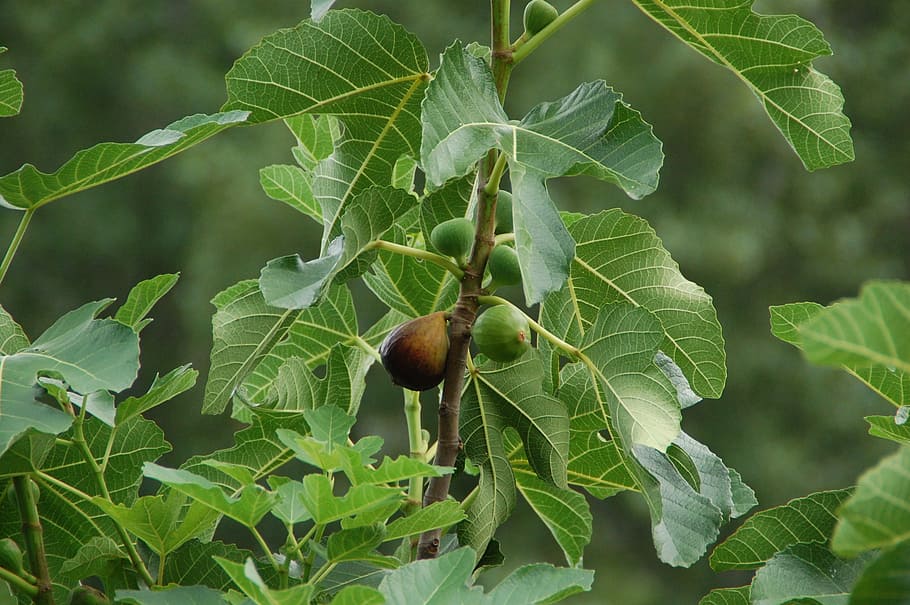 fig, fruit, south, provence, healthy eating, plant part, leaf, HD wallpaper