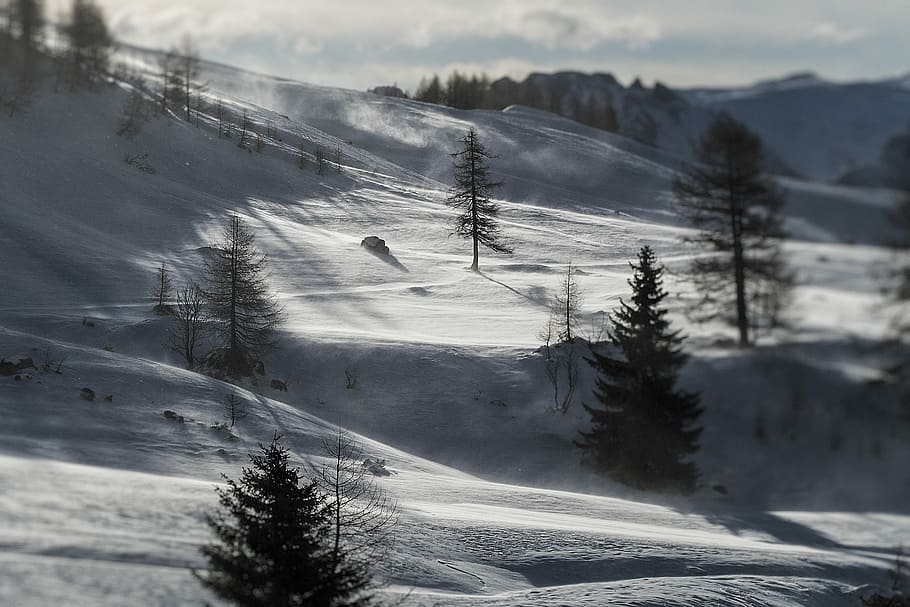 trees on mountain covered with snow, green pine trees surrounded by snow HD wallpaper