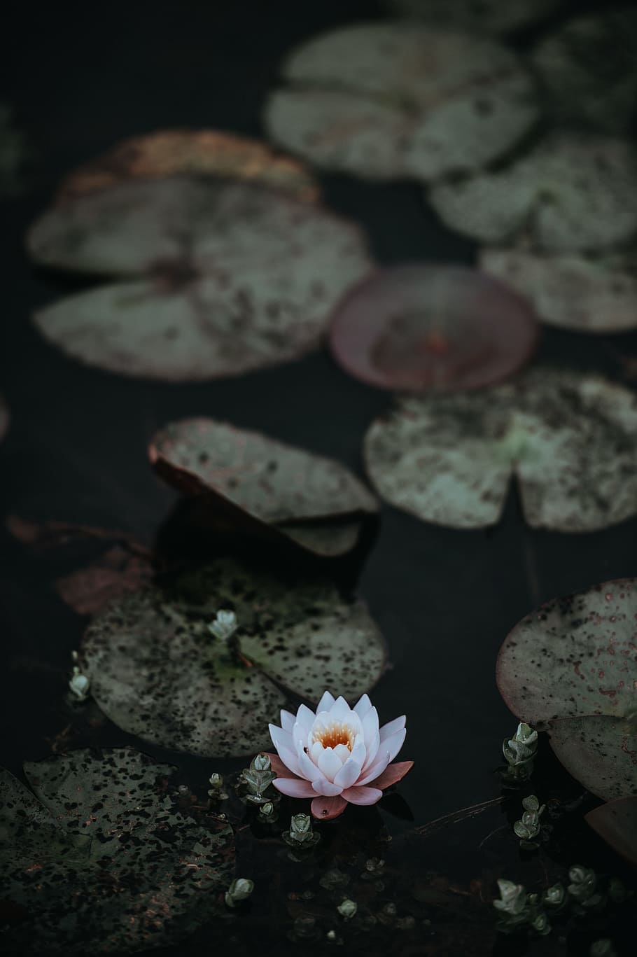 white and pink waterlily in bloom on water near green lily pads, white and pink flower HD wallpaper