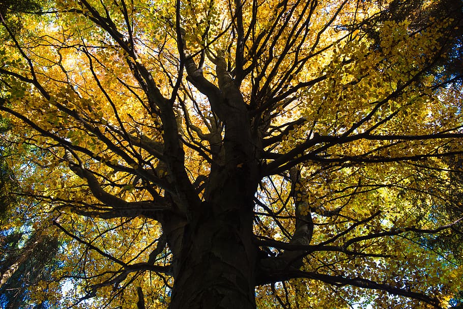 forest, green, nature, sun, sunbeam, light, tree, golden october HD wallpaper