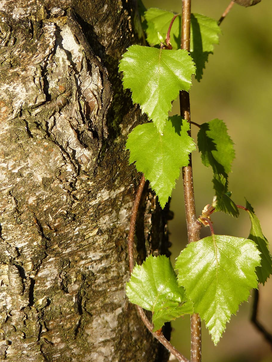 birch, bark, tree, nature, log, tribe, white, tree bark, wood HD wallpaper