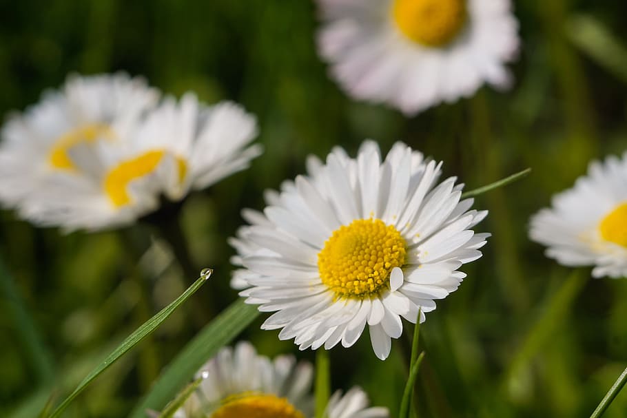 Daisy, Flower, White, Meadow, a drop of water, rosa, grass HD wallpaper