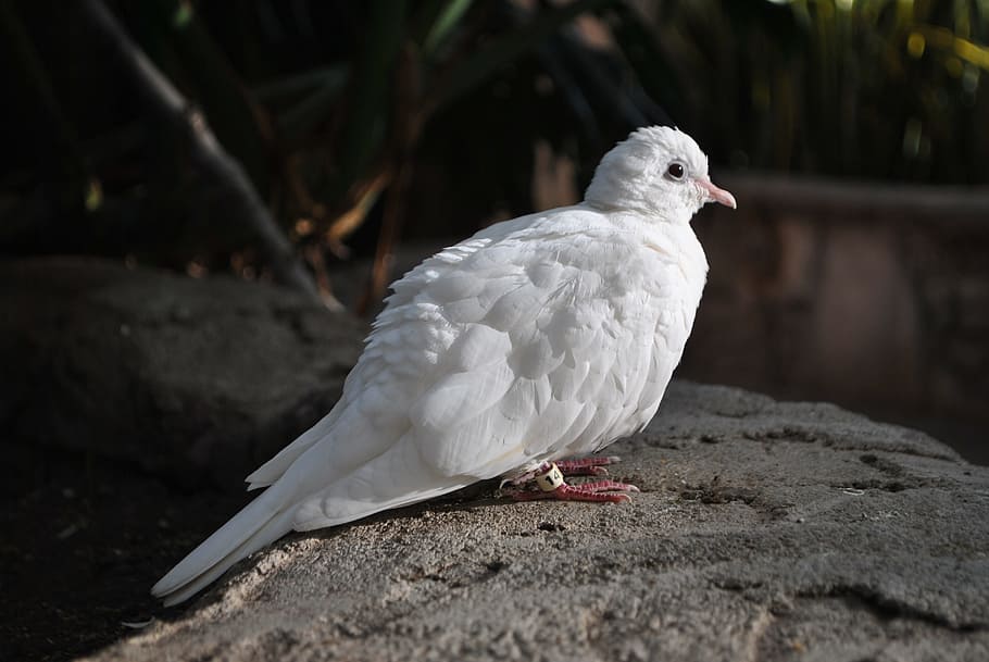 white pigeon on rock, bird, dove, feathers, domestic dove, zoo HD wallpaper