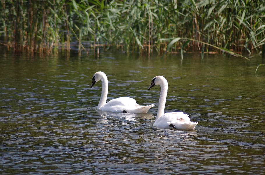 swans, summer, water, dust, white faether, bird, animals in the wild HD wallpaper
