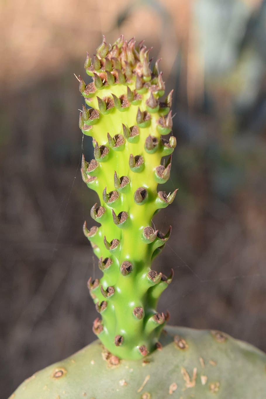 prickly pear, close, cactus, spur, cactus greenhouse, nature HD wallpaper