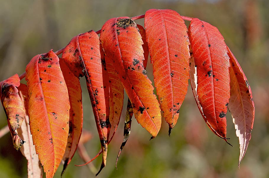 Staghorn, Sumac, Red, Leaves, Nature, autumn, foliage, plant, HD wallpaper