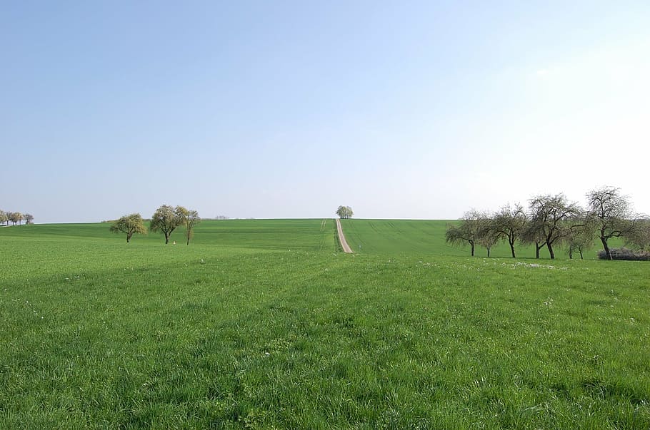 away, tree, meadow, landscape, green, rest, nature, grass, agriculture HD wallpaper