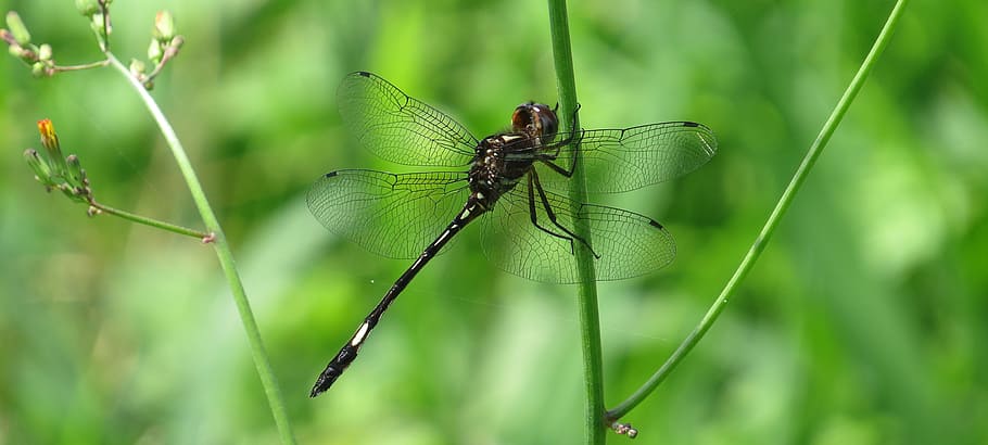 macro, insect, dragonfly, armenia, animal, animal themes, animal wildlife HD wallpaper