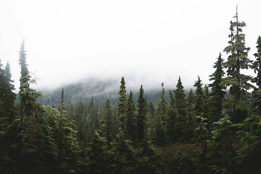 forest in mountains under cloudy sky during daytime, green trees covered with clouds at daytime HD wallpaper