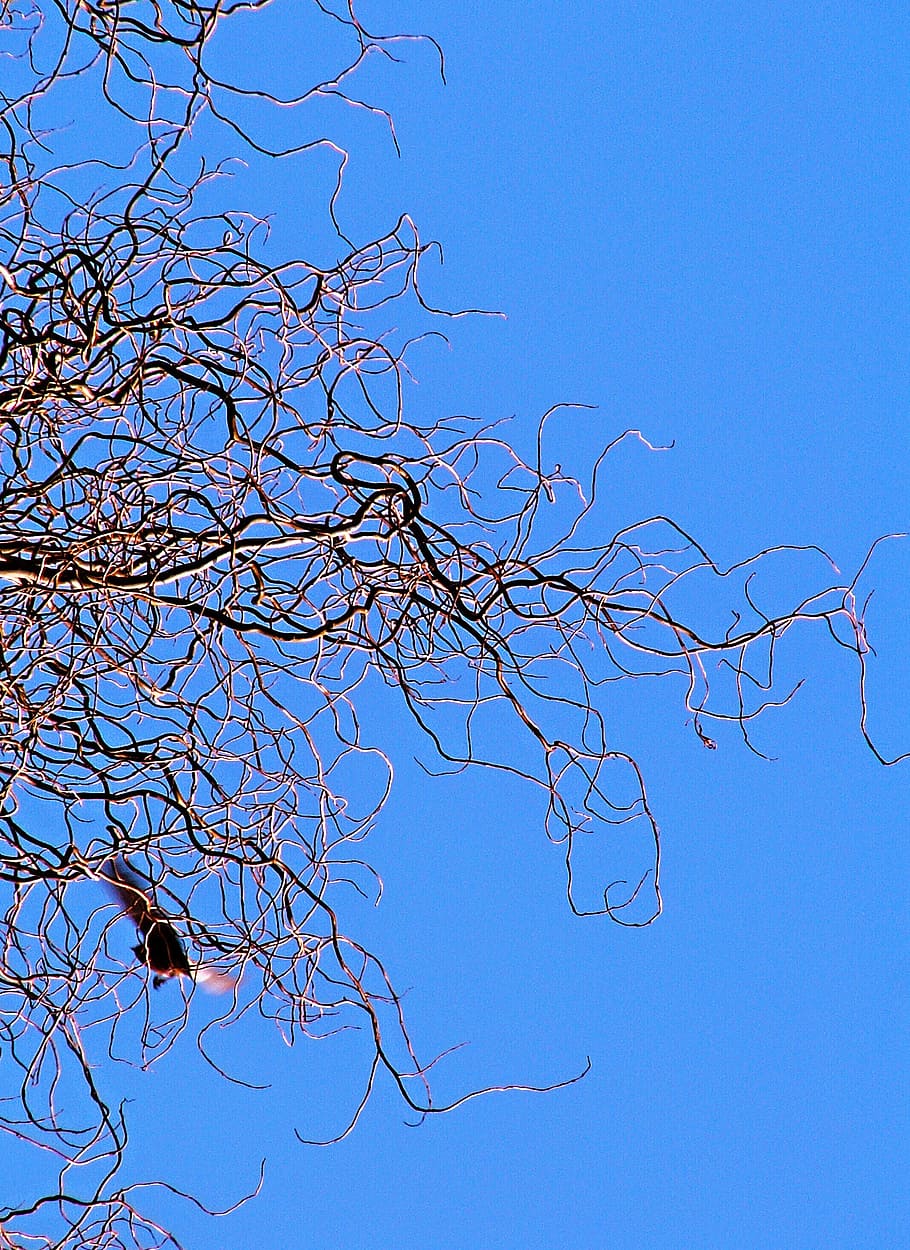 departure, branches, twisted willow, sky, blue, bird, twigs HD wallpaper