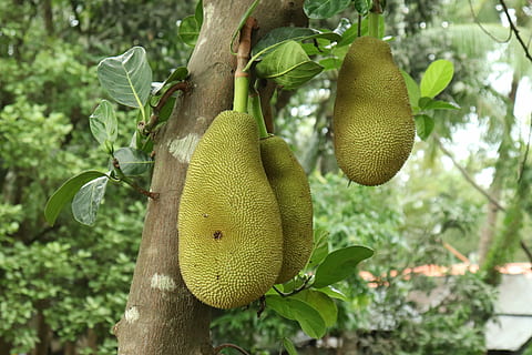 jackfruit, fresh, tropical, natural, sweet, ripe, food, healthy HD wallpaper