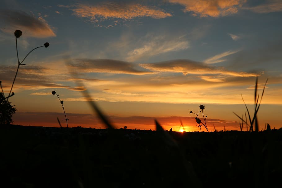 sunset, evening sky, meadow, silhouette, cloud - sky, beauty in nature HD wallpaper