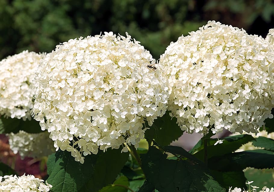 white petaled flowers in bloom, hydrangea, blossom, hydrangea flower HD wallpaper