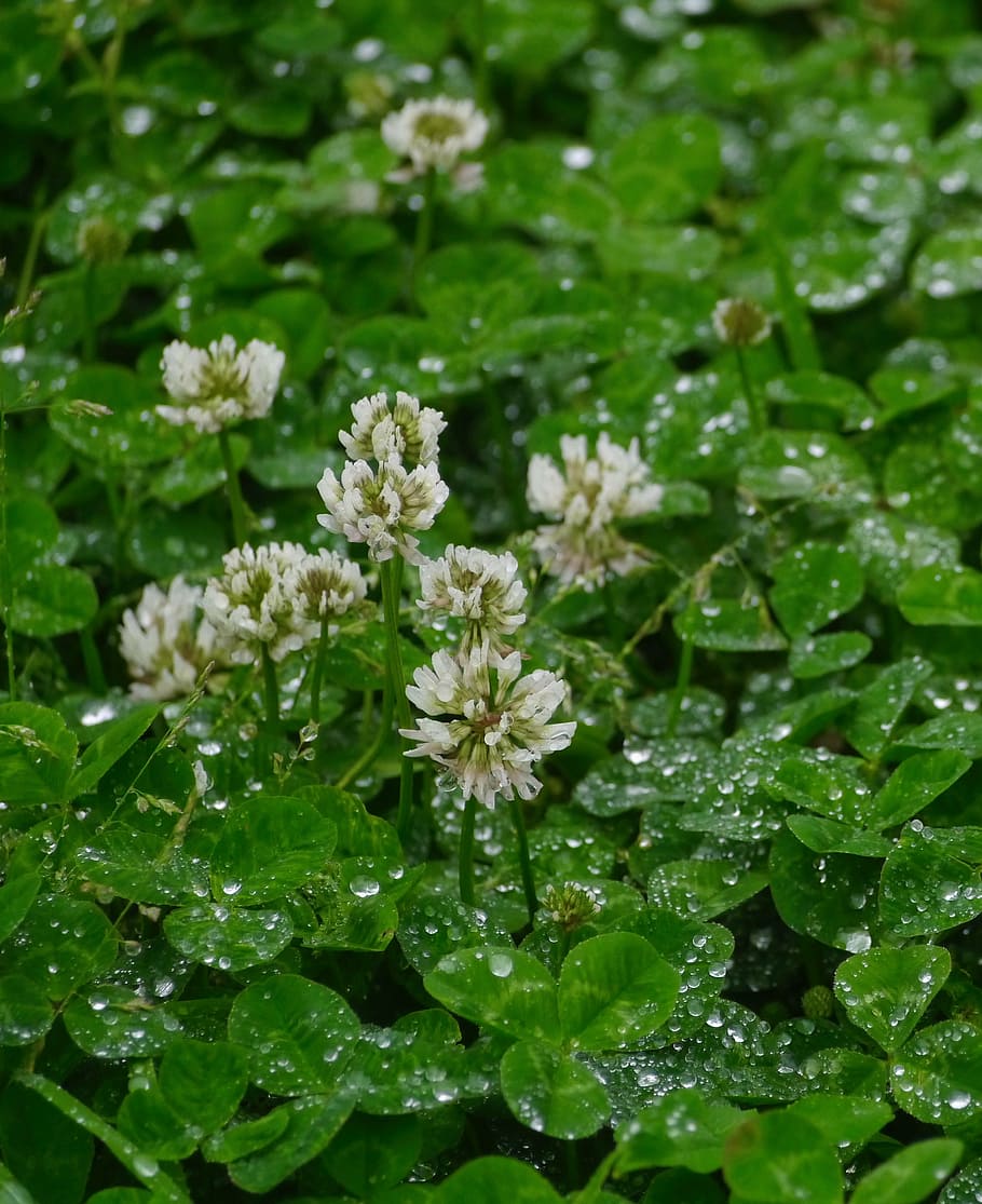 rain, astragalus, grass, flowers, trefoil, clover, drop, drop of water HD wallpaper