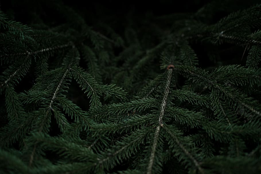 Pine, tree, leaf, branches, green, 720x1280 wallpaper  Dark green  aesthetic, Green aesthetic, Landscape wallpaper