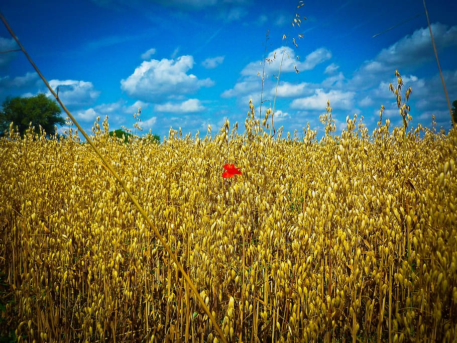 flower, grain, cornfield, blossom, bloom, summer, mohngewaechs HD wallpaper