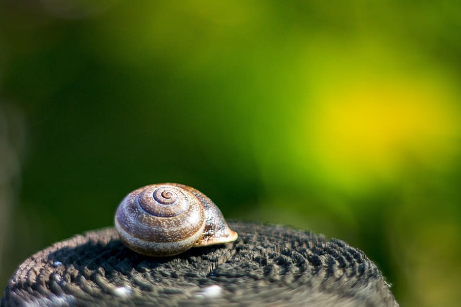 snail, shell, slug, slow, animal, animal themes, animal wildlife HD wallpaper