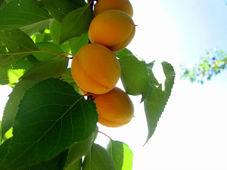 Apricot, Orange, Summer, leaf, citrus fruit, green color, growth HD wallpaper
