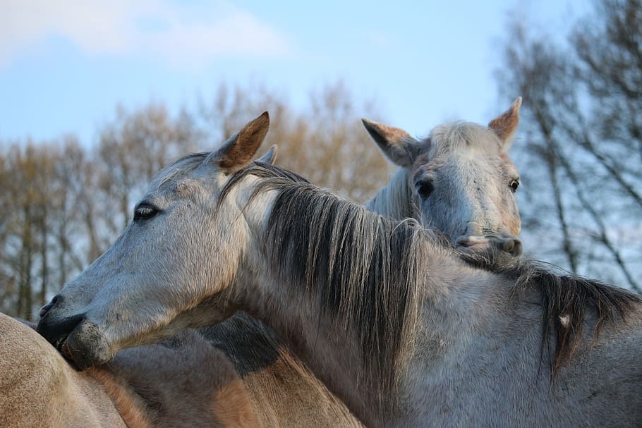 photo of two brown-and-gray horses under white clouds at daytime HD wallpaper