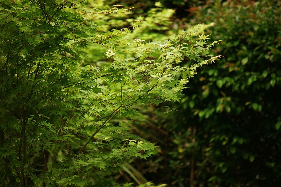 tree, leaves, green, branch, garden, plant, growth, green color HD wallpaper