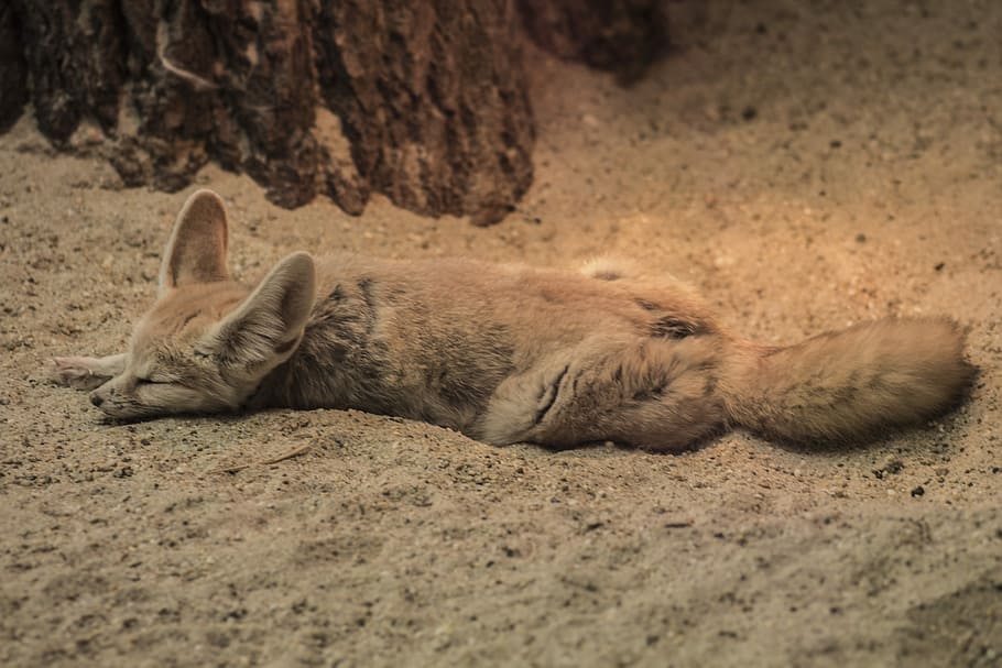 fox lying on sand, Fennec Fox, Zoo, Chilling, sleeping, dessert, HD wallpaper