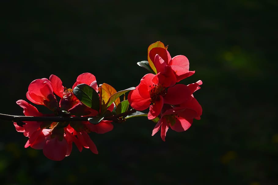 japanese ornamental quince, flowers, red, red orange, bush, HD wallpaper