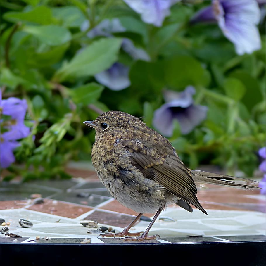 bird on table, Robin, Erithacus Rubecula, young, foraging, garden HD wallpaper