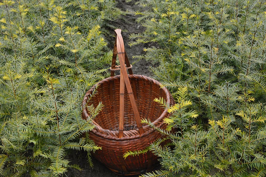 torreya trees, tea basket, sapling, plant, green color, growth HD wallpaper