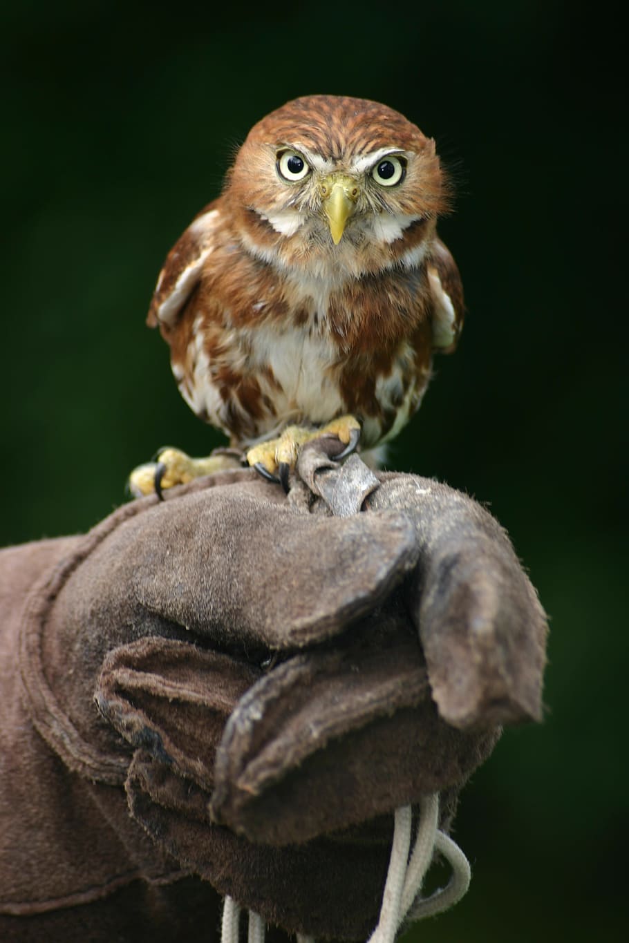 close shot of brown and white owl, selective focus photography of owl perched on glove HD wallpaper
