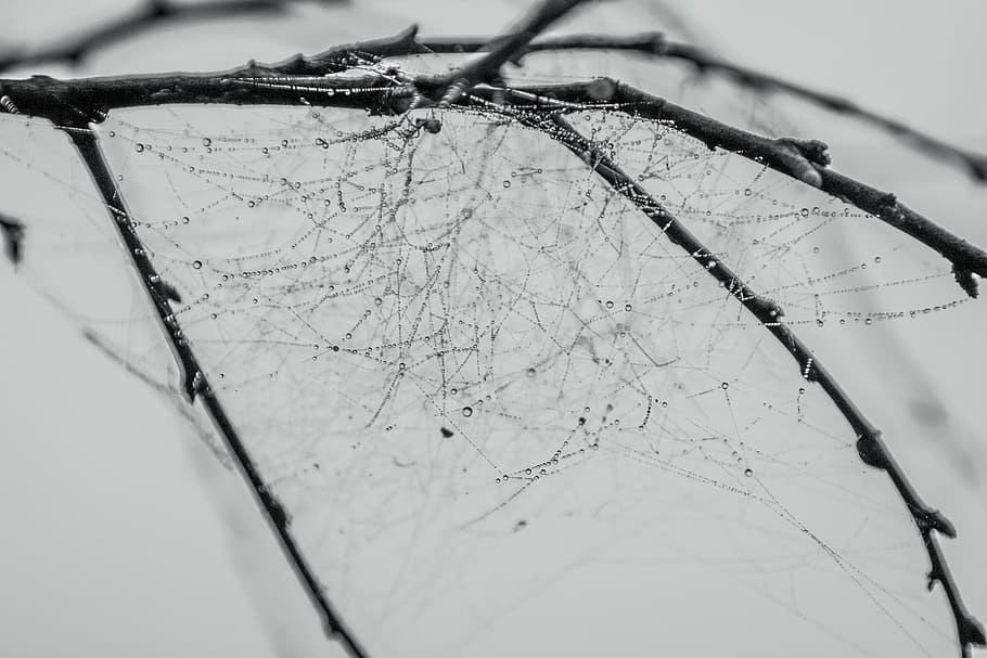 branch, drops, water, spider, tissue, dew drops, close-up, no people HD wallpaper