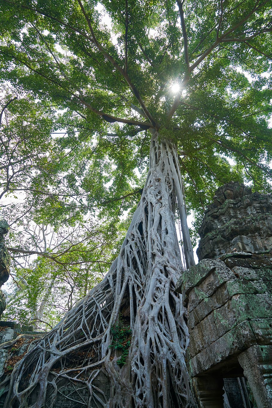 Plant big log. Деревья аборигенные. Растения Камбоджи. Дерево с огромными цветками. Бали огромное старое дерево.