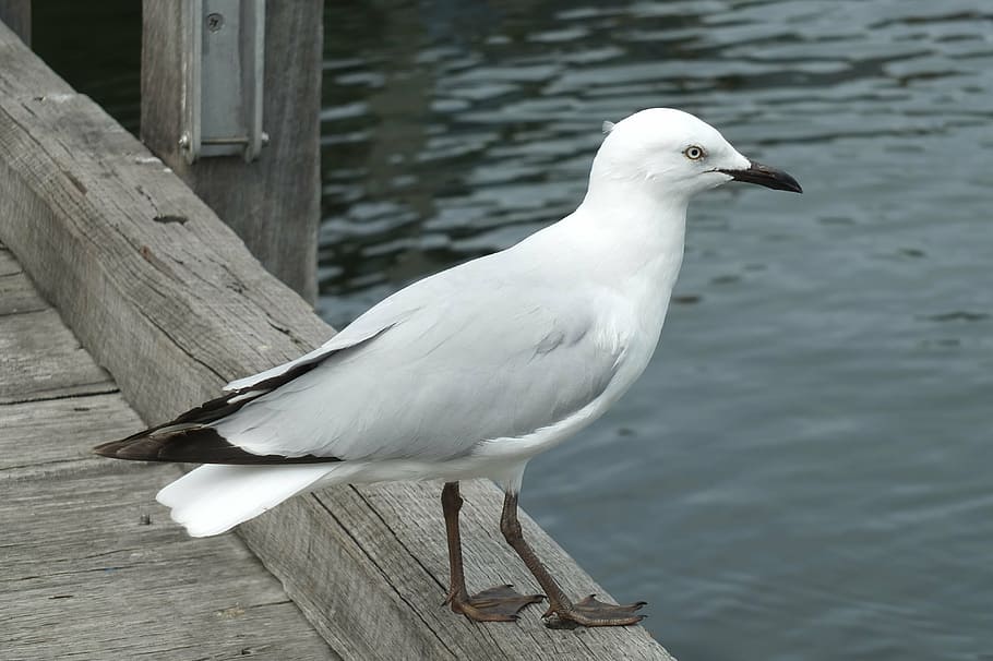 bird, seagull, animal, bird vector, wildlife, animals in the wild HD wallpaper