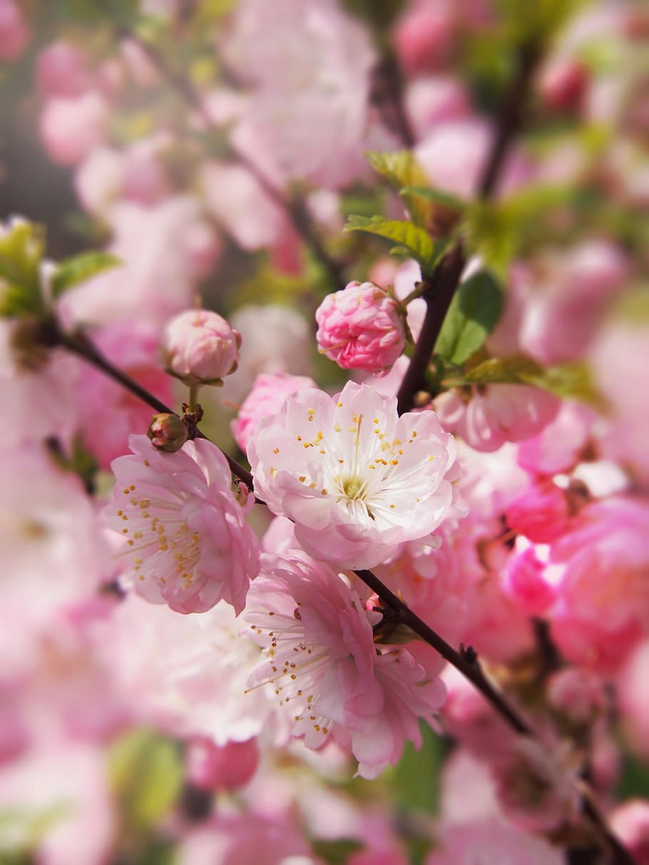 spring, tree, garden, flourishing, nature, flower, sprig, plant HD wallpaper