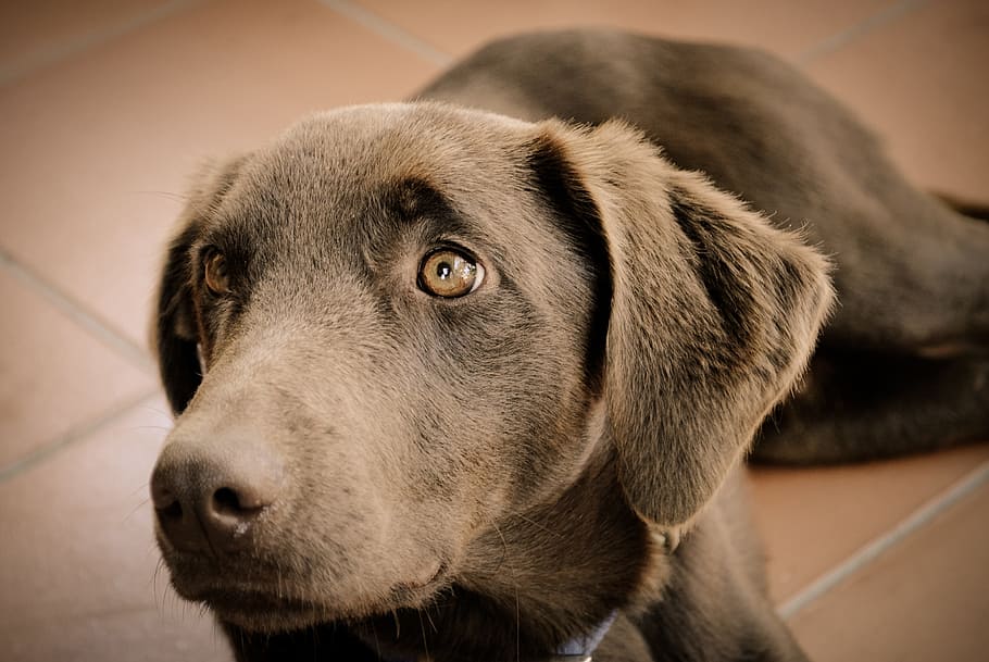 dog, pet, puppy, house, one animal, animal themes, mammal, canine HD wallpaper