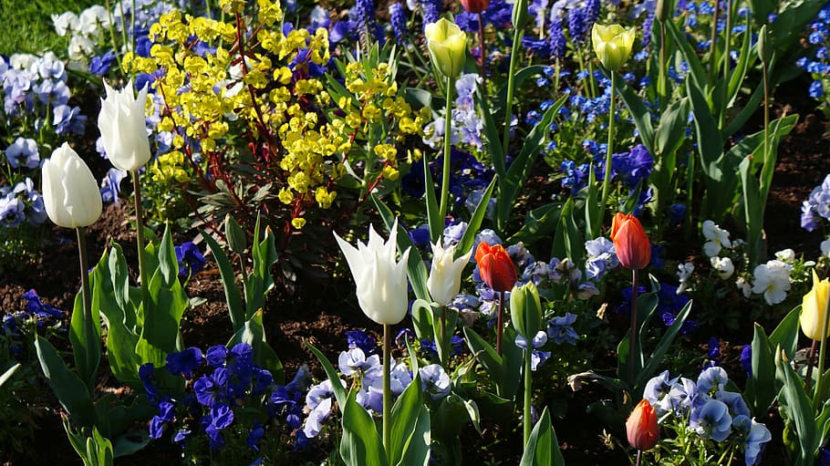 spring, flowers, bloom, nature, flower bed, flowering plant HD wallpaper