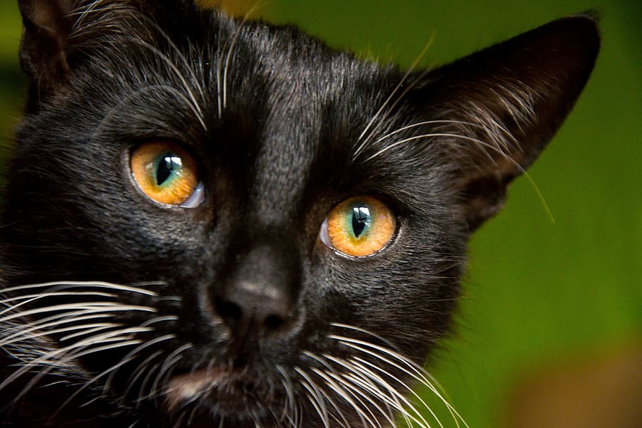 shallow focus photography of cat face, Kitten, Tomcat, Black Cat HD wallpaper