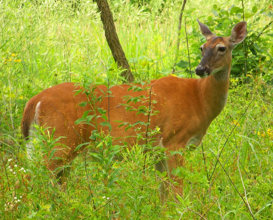 deer, doe, woods, trees, summer, wildlife, mammal, forest, buck HD wallpaper