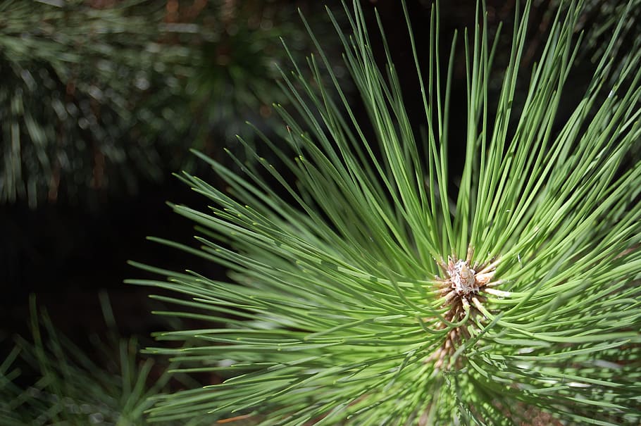 Conifer, Plants, Foliage, Needles, Pine, iglak, green, green color HD wallpaper