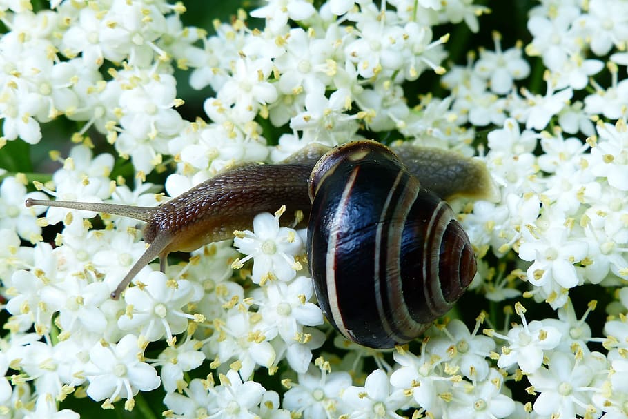 brown snail on white petaled flowers, animals, invertebrates, HD wallpaper