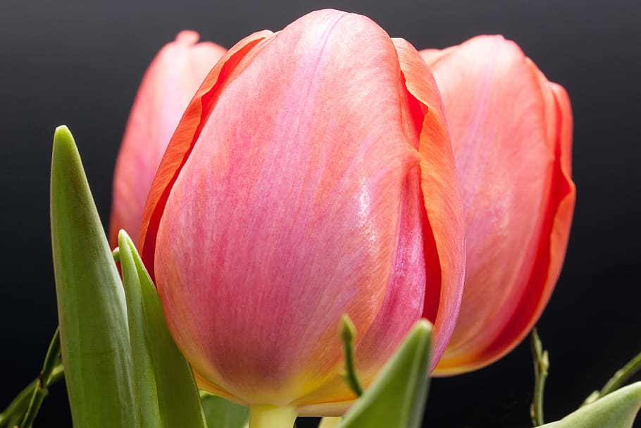 Tulip, Lily, Spring, Nature, Flowers, tulips, schnittblume HD wallpaper