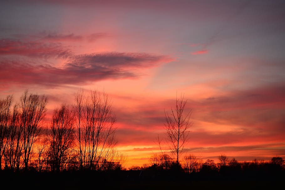 silhouette photo of trees, sunset, clouds, landscape, evening sky HD wallpaper