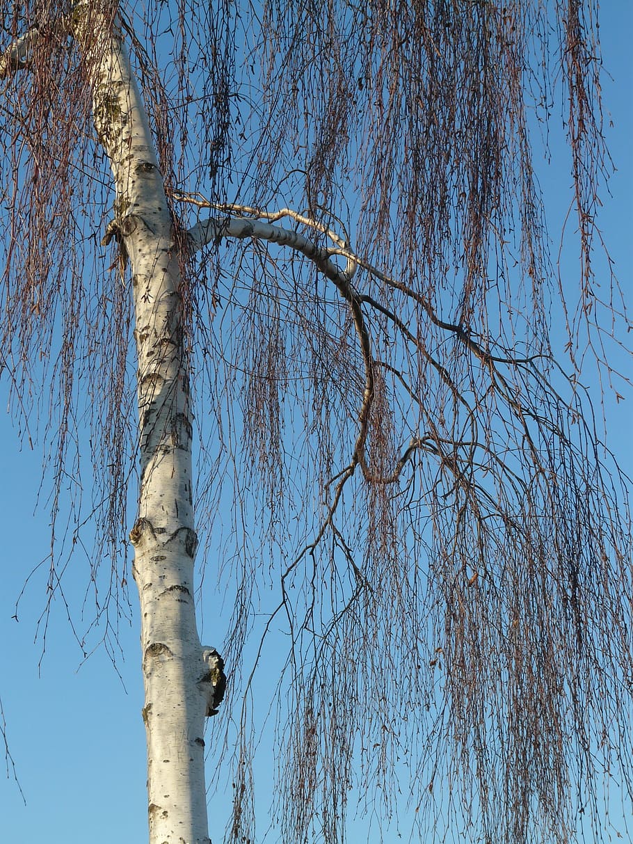 birch, tree, nature, tribe, bark, branches, sky, low angle view HD wallpaper