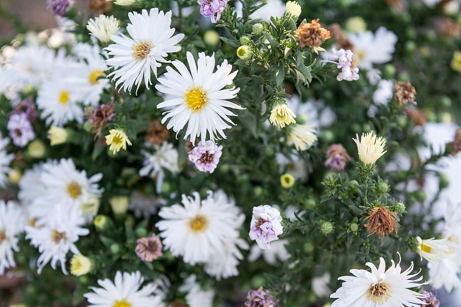 white daisy flowers lot, daisies, green, spring, nature, plant HD wallpaper