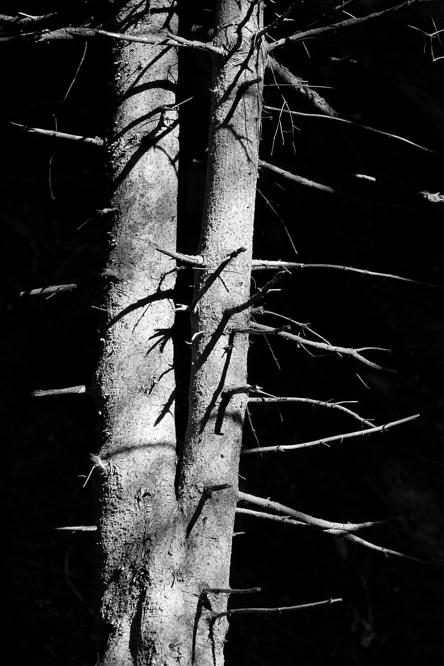Bark, Branch, Forest, Nature, Outdoor, pattern, plant, shadow HD wallpaper