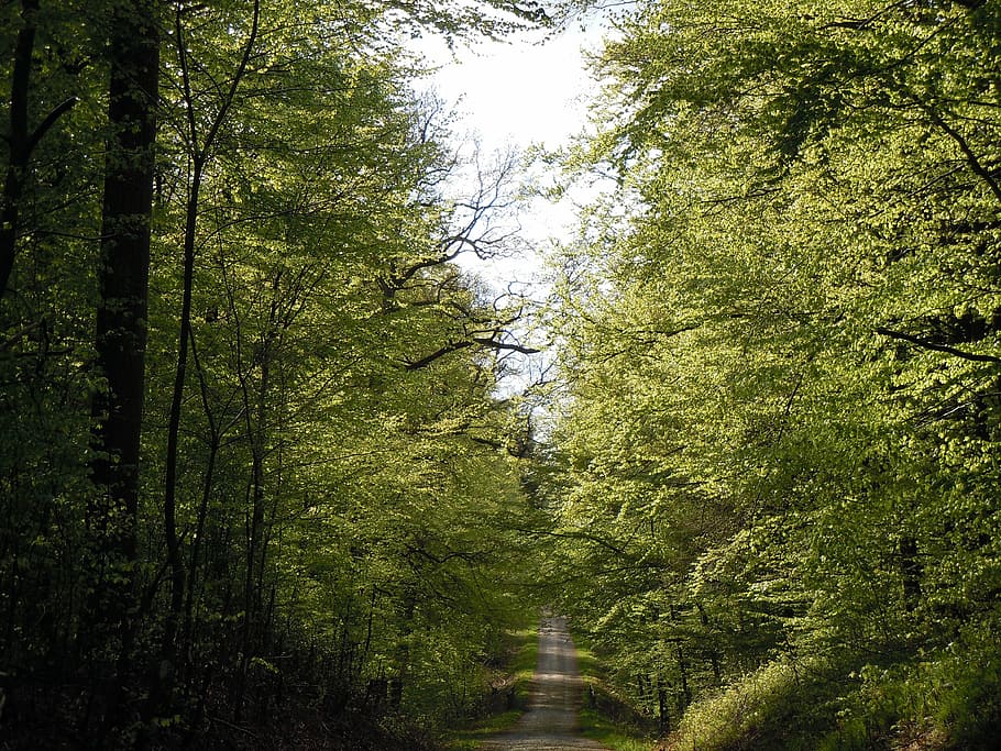 Forest, Nature, Landscape, tree, outdoors, day, no people, plant HD wallpaper