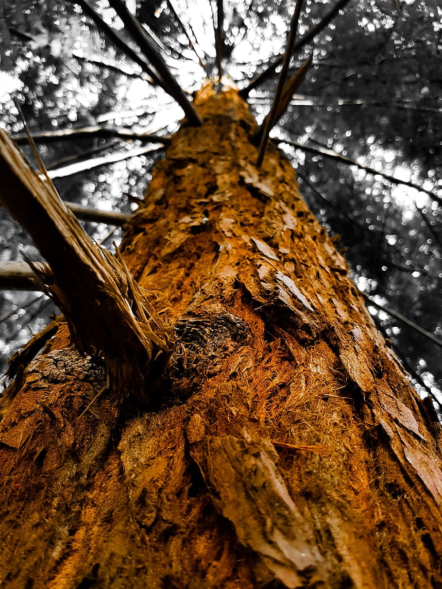 tree, branch, leaves, nature, forest, tree Trunk, woodland HD wallpaper