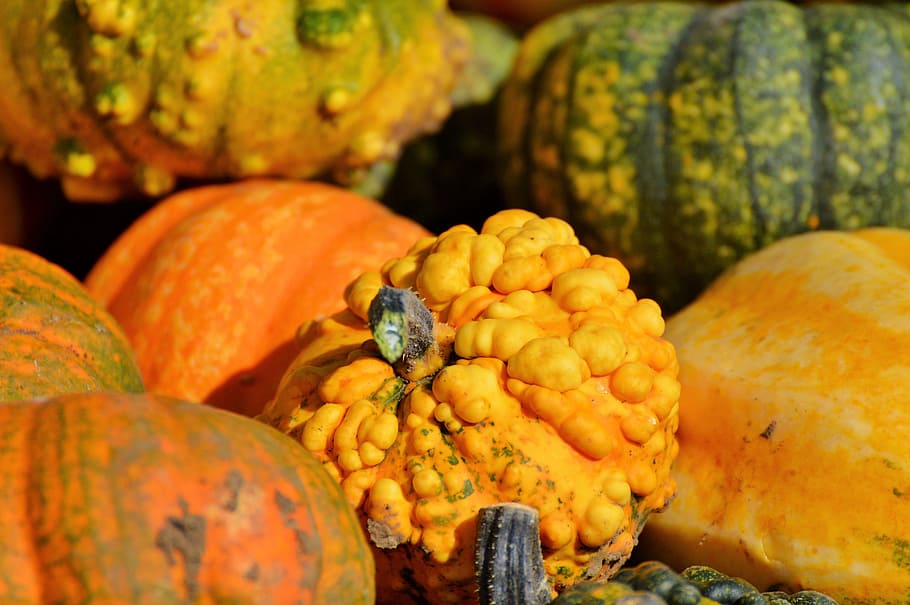 pumpkin, fruit, orange, autumn, cucurbita maxima, choose, large HD wallpaper